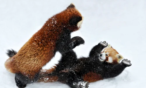 king fu panda austria jpeg