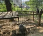 Zoo Hunedoara  Foto Daniel Guță Adevărul (2) jpg