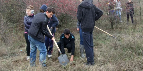 Impadurire Bididia Tulcea