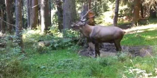 5f7ffbe95163ec4271b50102 jpg