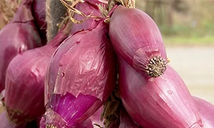 Ceapa de apă, un produs vestit jpeg