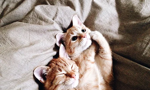 rescue cats inseparable brothers ginger anyagrapes 22 jpeg