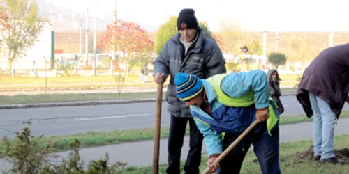 Reşiţa: Reşiţenii plantează arbori cu noaptea-n cap