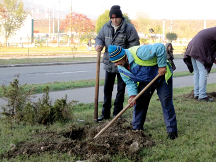 Reşiţa: Reşiţenii plantează arbori cu noaptea-n cap