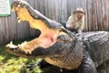 are grija de crocodili instagram jpg
