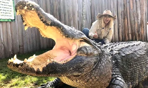 are grija de crocodili instagram jpg