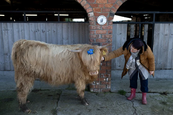 Morag, o vacă de la Ferma Dumble din Marea Britanie, mângâiată de o vizitatoare