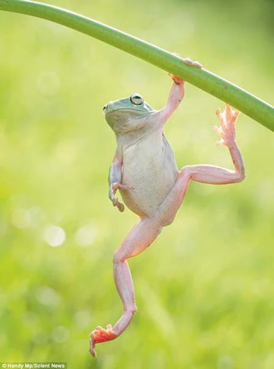
    "Uite, mă pot ţine într-o lăbuţă!"  