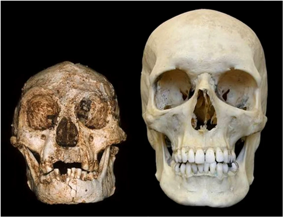 floresiensis 2 jpg jpeg