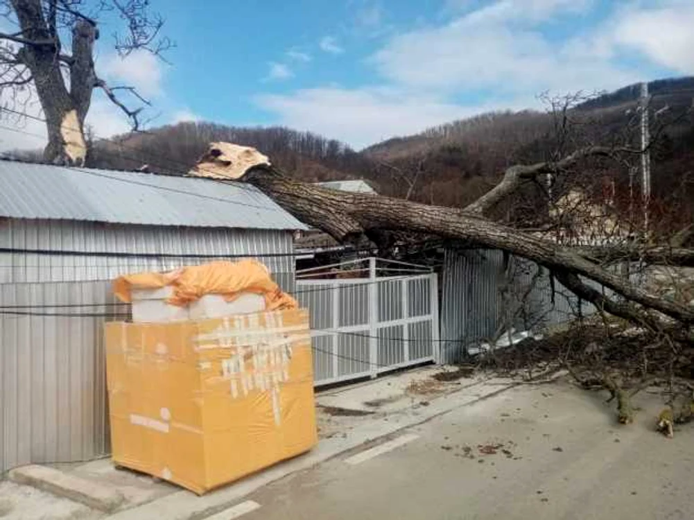 Copacul doborât de rafale la Târgu Neamţ a provocat o victimă. FOTO: ISU Neamţ
