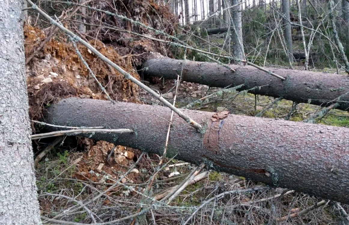 Copaci smulşi din pământ în încercarea de a simula dezastre naturale. FOTO Garda Forestieră Suceava