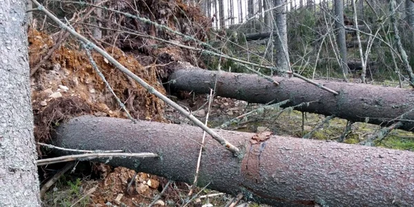 Defrişare Falcău. FOTO Garda Forestieră Suceava