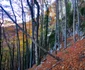 Drumul spre peștera din Valea Rea Foto Daniel Guță (21) jpg