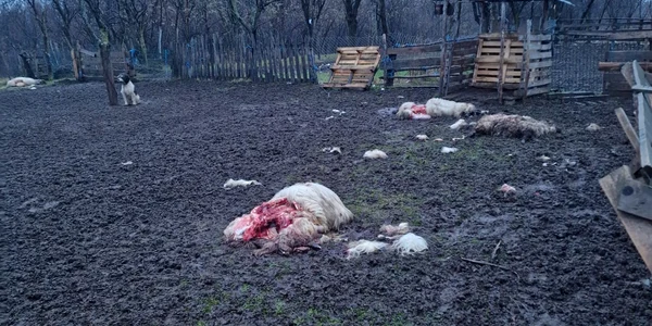 oi ucise de ursi foto jandarmeria gorj jpeg