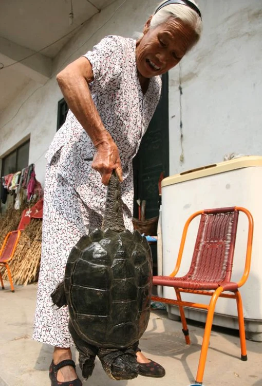 Ţestoasa de 500 de ani