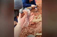 Fosila de dinozaur scoasă la iveală de ploile torențiale (© CAPPA/UFSM)