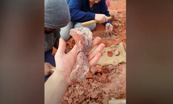 Fosila de dinozaur scoasă la iveală de ploile torențiale (© CAPPA/UFSM)