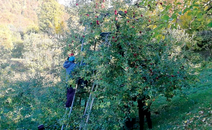 Fructele de Voineşti pot fi găsite şi în supermarketuri, nu doar în pieţe