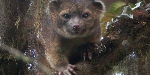 mamifer carnivor foto daily mail
