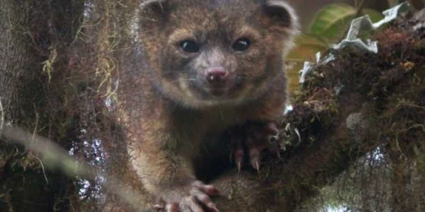mamifer carnivor foto daily mail