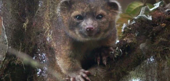 Olinguito are ochii mari, o blană de culoare maro spre portocaliu şi trăieşte în pădurile din Columbia şi Ecuador FOTO Daily Mail