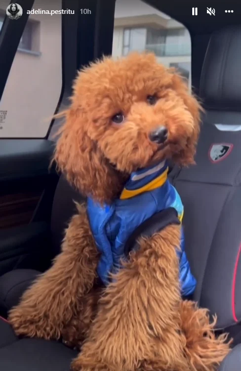 Choco, simpaticul patruped al lui Zenny. Foto: Instagram