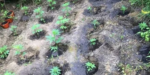 cannabis viforata