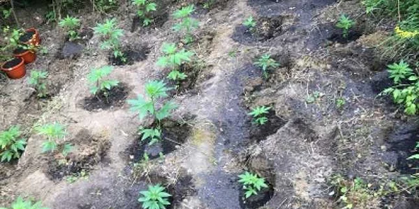 cannabis viforata