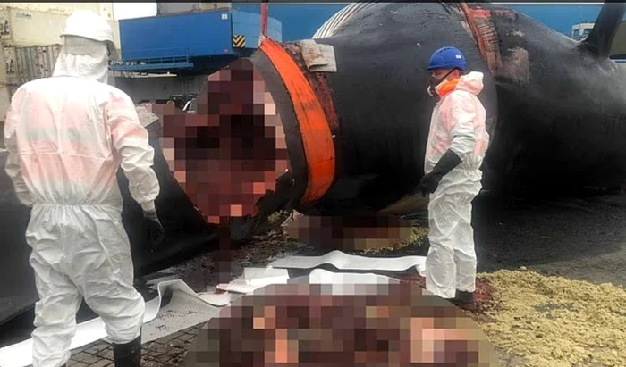 Ben Giles în timp ce curăță cadavrul unei balene FOTO: captura 