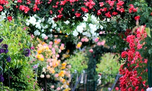 rose 2721846 1280 jpg