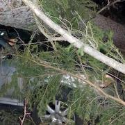 copac cazul la Sinaia foto fb Meteoplus jpg