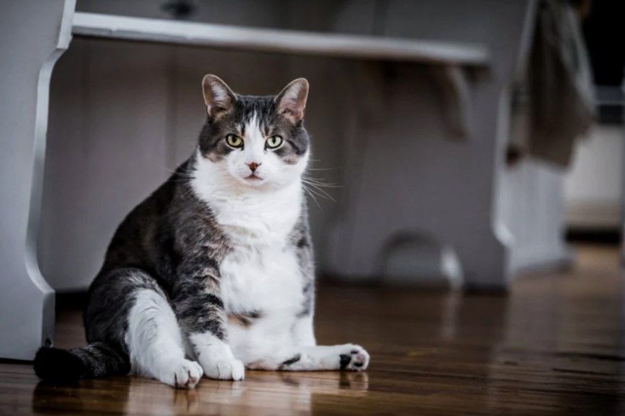 Obezitatea la animalele de companie. Obiceiul de a răsplăti animalele cu mâncare bună poate fi extrem de nociv