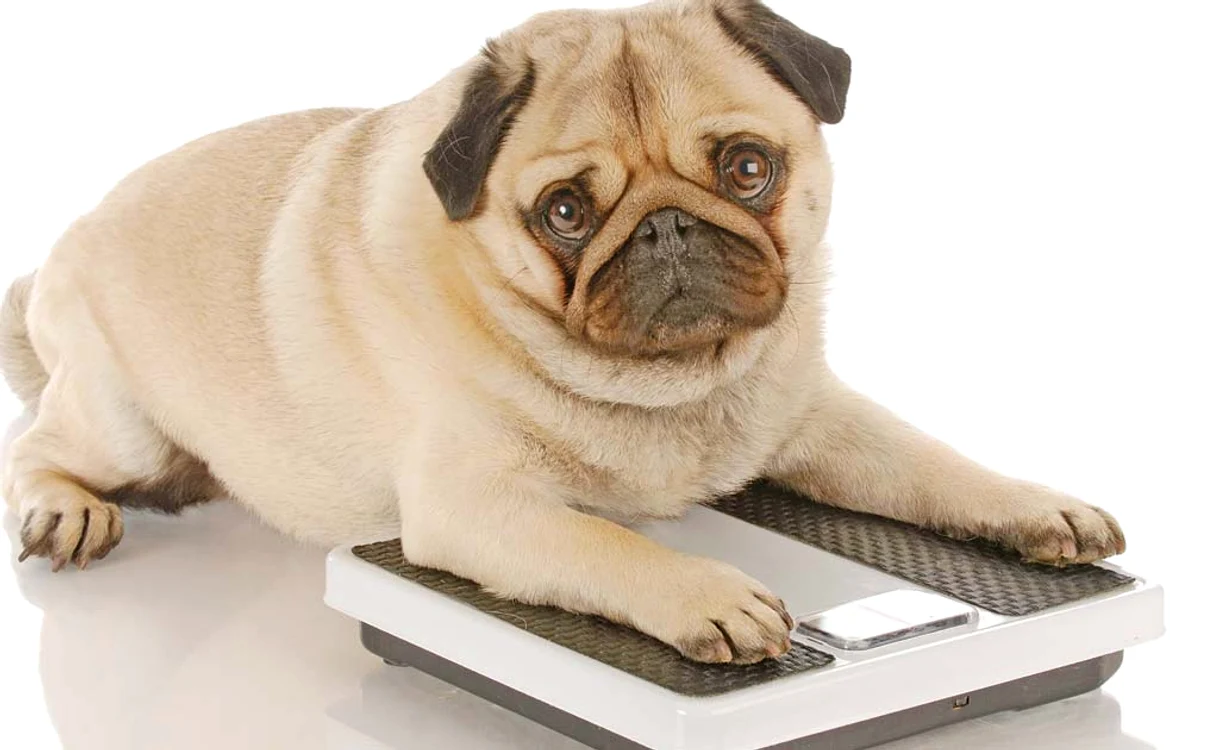 
    Medicii veterinari ne spun cum să prevenim, dar şi cum să tratăm obezitatea la câini şi pisici  