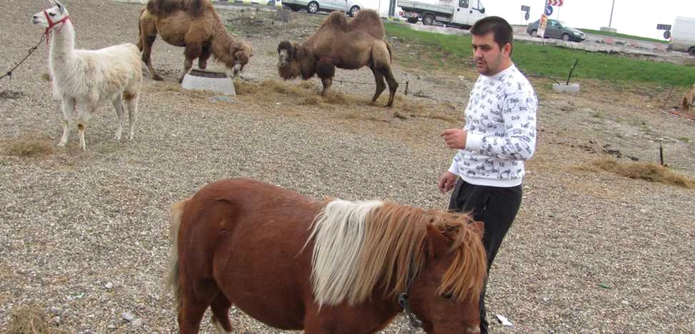 Animalele vor încânta publicul