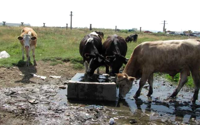 Micii fermieri spun că nu sunt deloc încurajaţi să-şi crească efectivul din ferme FOTO: arhiva