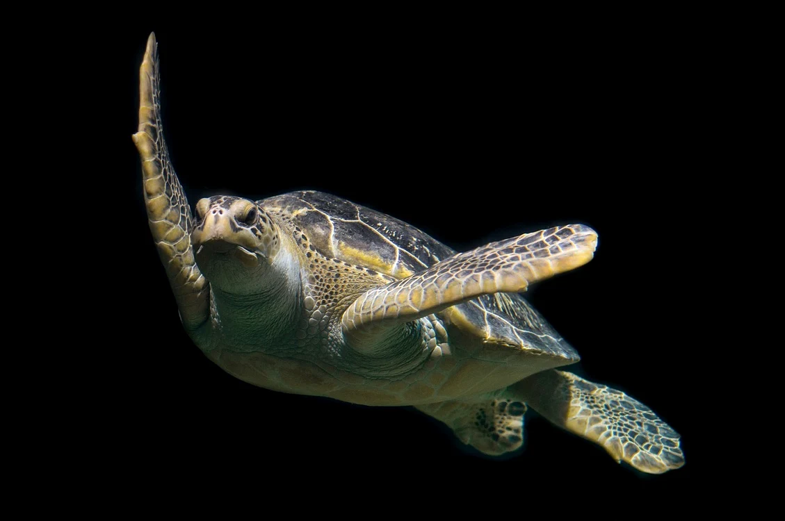 1 turtle 1593875 1280 jpg jpeg