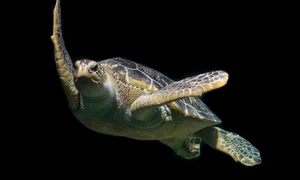 1 turtle 1593875 1280 jpg jpeg