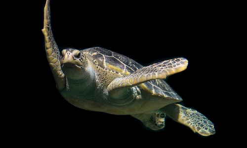 1 turtle 1593875 1280 jpg jpeg