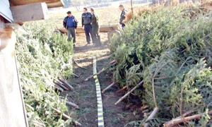 CLIIMA20121107 0103 1 jpeg
