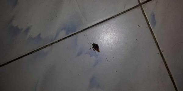 Spitalul groazei de la Constanţa