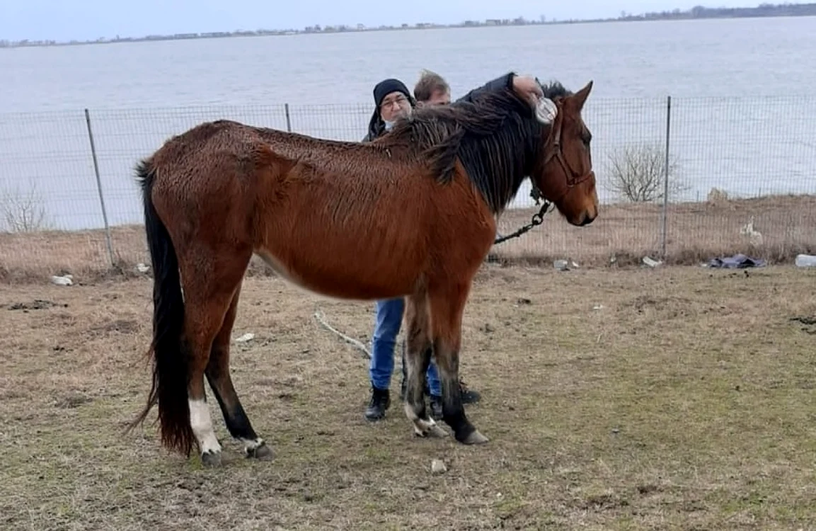 Unul dintre caii găsiţi pe câmp foto: Primăria Techirghiol