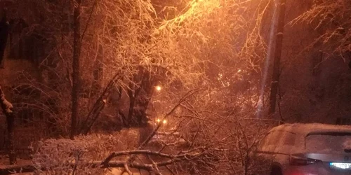 Copac doborât de zăpadă. FOTO ISU Dâmbovița