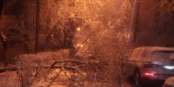 Copac doborât de zăpadă. FOTO ISU Dâmbovița