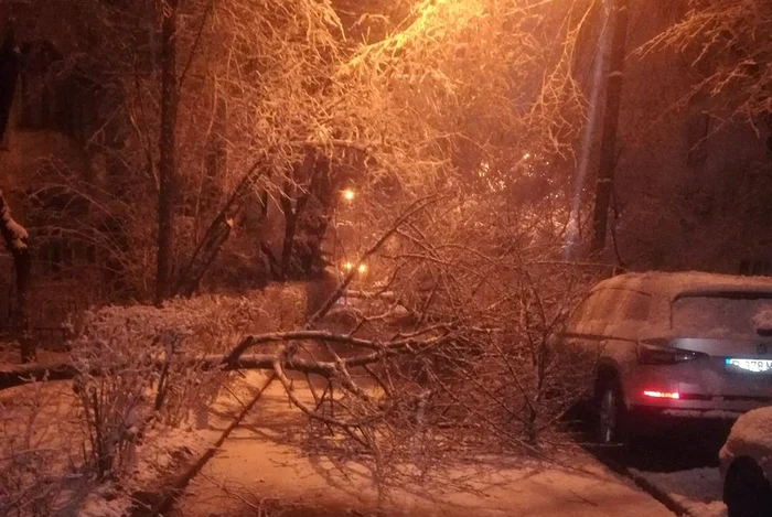 Copac doborât de zăpadă. FOTO ISU Dâmbovița
