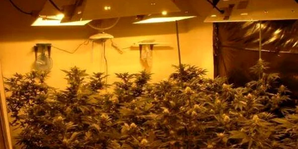Tânărul cultiva cannabis-ul în apartament