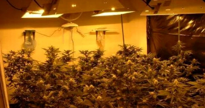 Tânărul cultiva cannabis-ul în apartament