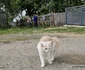satul batrana din Hunedoara Foto Daniel Guță (40) jpg