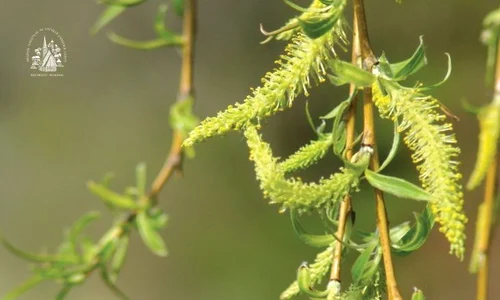 Afis Vin Floriile cu Soare si Soarele cu Florii  jpg