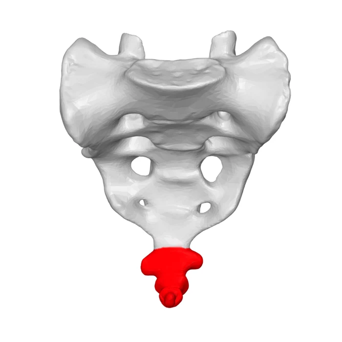 Coccisul este dovada existenţei cozii la strămoşii omului FOTO wikipedia/By BodyParts3D