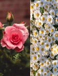 Floarea preferata dezvaluie un secret al personalitatii tale  Sursa foto Unsplash jpg